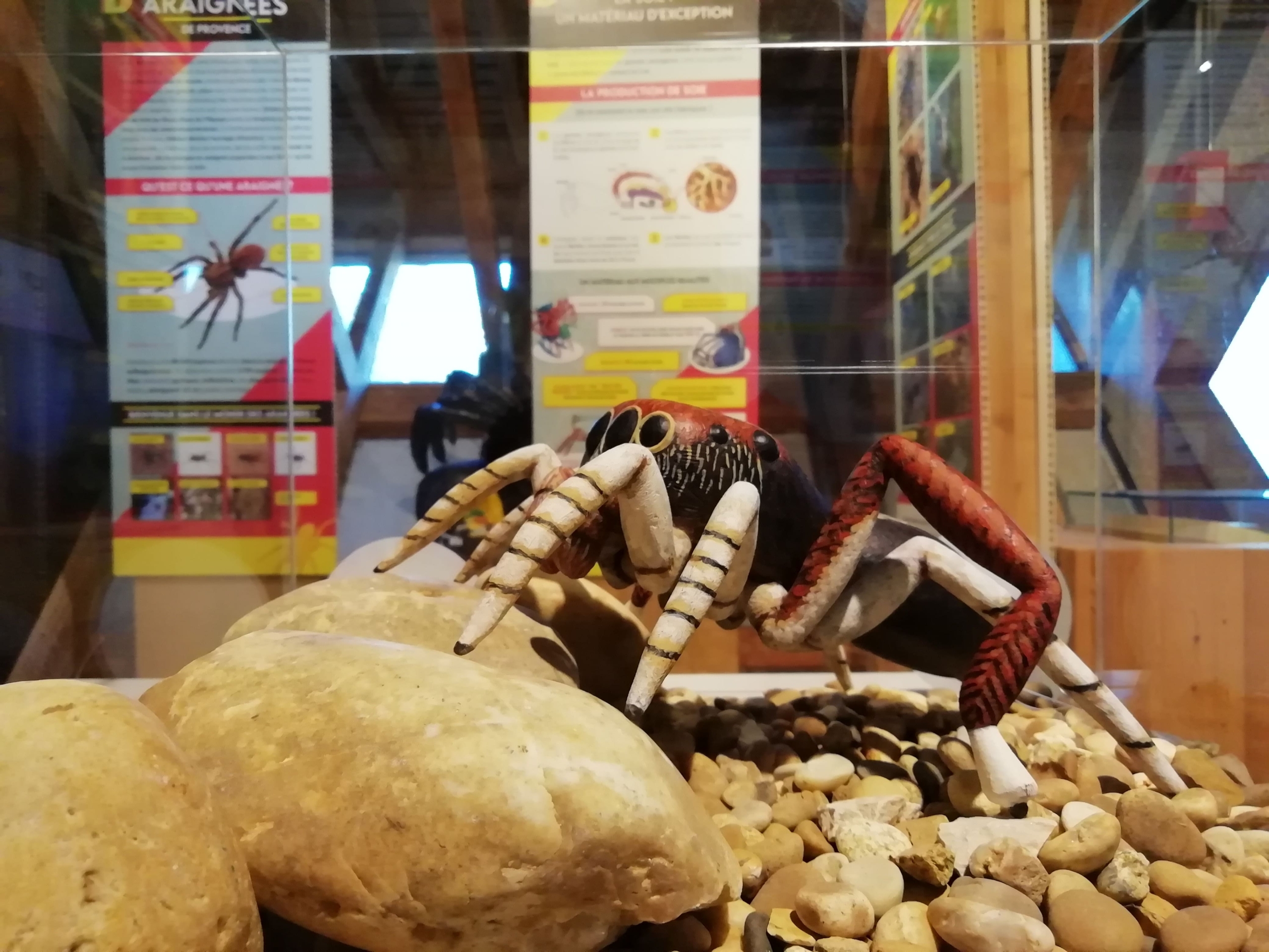 maquette d'une araignée dans une vitrine de l'exposition sur les araignées de provence au Naturoptère
